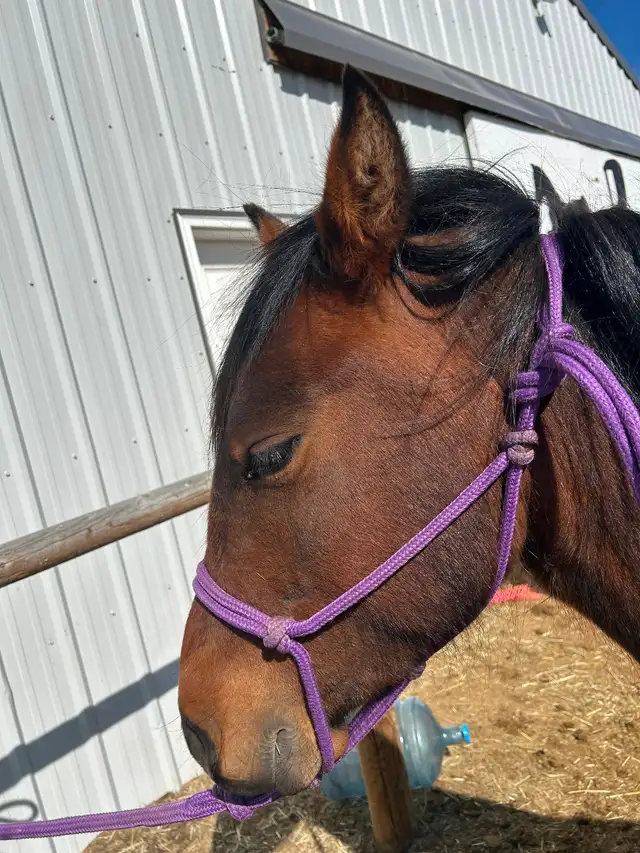 Another Graham Ranch Mustang By Sandy For Sale - Photo 3