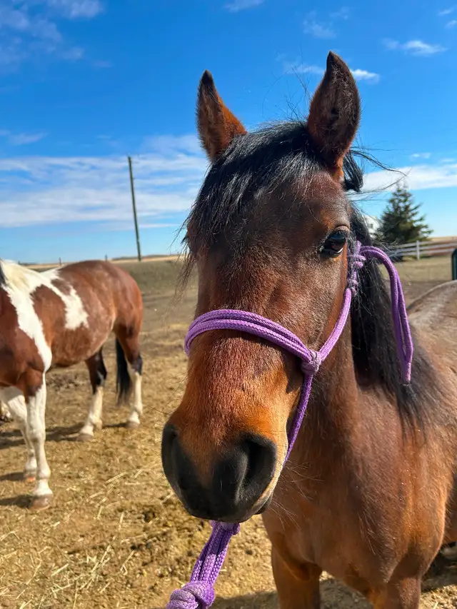 Another Graham Ranch Mustang By Sandy For Sale - Photo 4