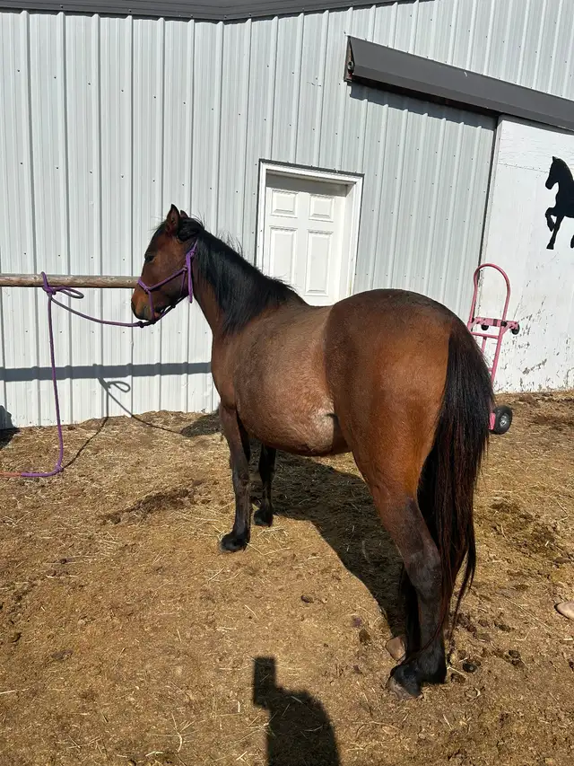 Another Graham Ranch Mustang By Sandy For Sale - Photo 5