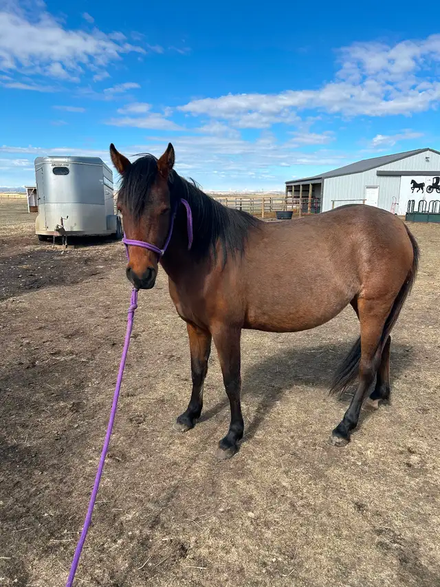 Another Graham Ranch Mustang By Sandy For Sale - Photo 6