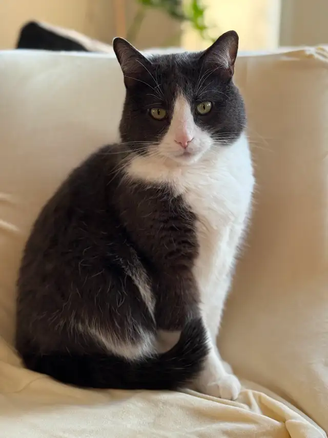 Lost Car Grey tuxedo/White in Terwillegar