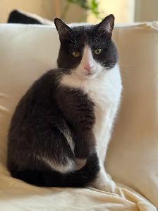 Lost Car Grey tuxedo/White in Terwillegar