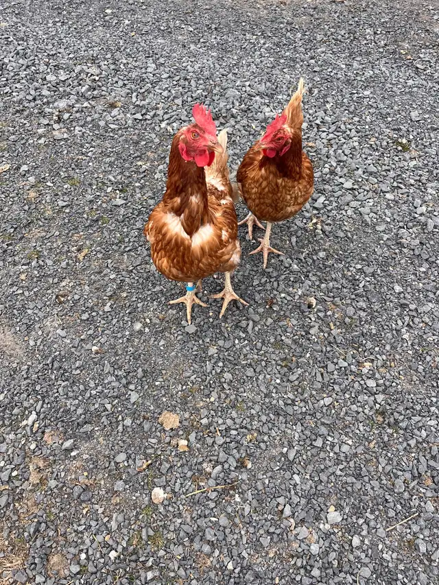 Hens for Sale