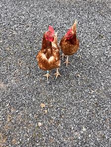 Hens for Sale