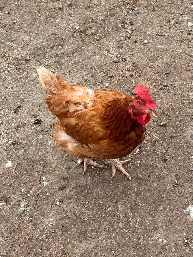 Hens for Sale - Photo 2