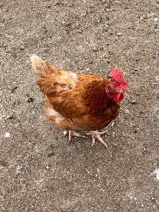 Hens for Sale - Photo 2