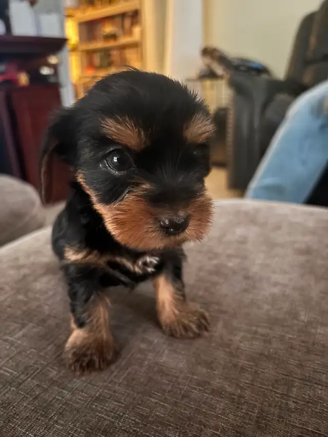 Adorable 'Dorkies' Puppies (Dachshund x Yorkie) – Long Haired!