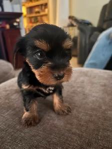 Adorable 'Dorkies' Puppies (Dachshund x Yorkie) – Long Haired!