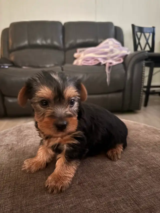 Adorable 'Dorkies' Puppies (Dachshund x Yorkie) – Long Haired! - Photo 2