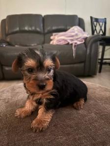 Adorable 'Dorkies' Puppies (Dachshund x Yorkie) – Long Haired! - Photo 2