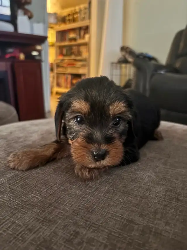 Adorable 'Dorkies' Puppies (Dachshund x Yorkie) – Long Haired! - Photo 3