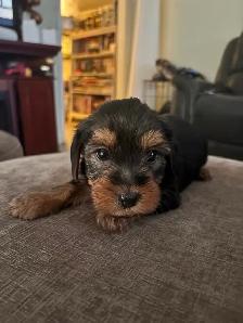 Adorable 'Dorkies' Puppies (Dachshund x Yorkie) – Long Haired! - Photo 3