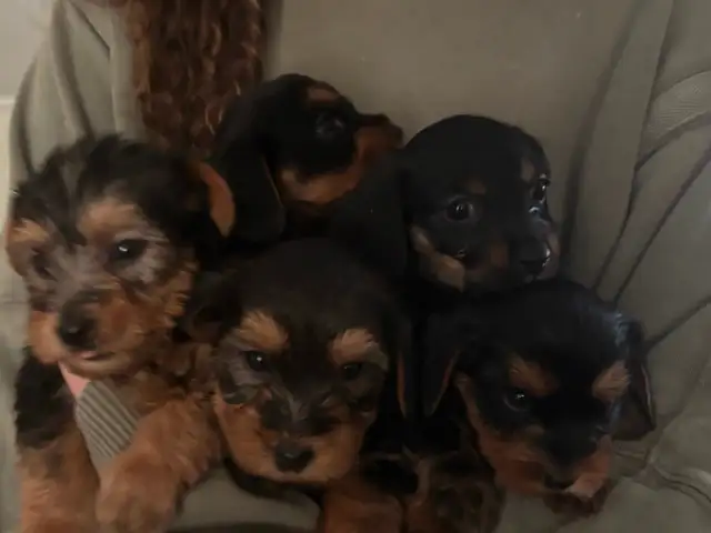 Adorable 'Dorkies' Puppies (Dachshund x Yorkie) – Long Haired! - Photo 4