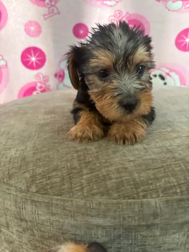 Adorable 'Dorkies' Puppies (Dachshund x Yorkie) – Long Haired! - Photo 5