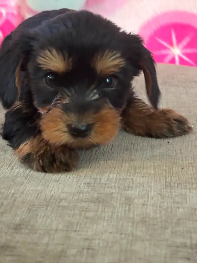 Adorable 'Dorkies' Puppies (Dachshund x Yorkie) – Long Haired! - Photo 6