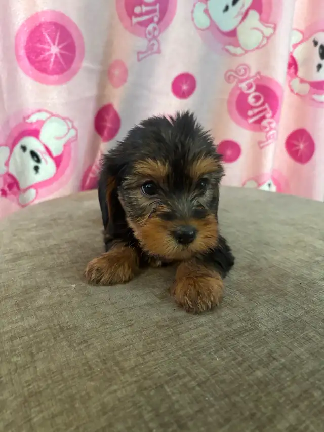 Adorable 'Dorkies' Puppies (Dachshund x Yorkie) – Long Haired! - Photo 7