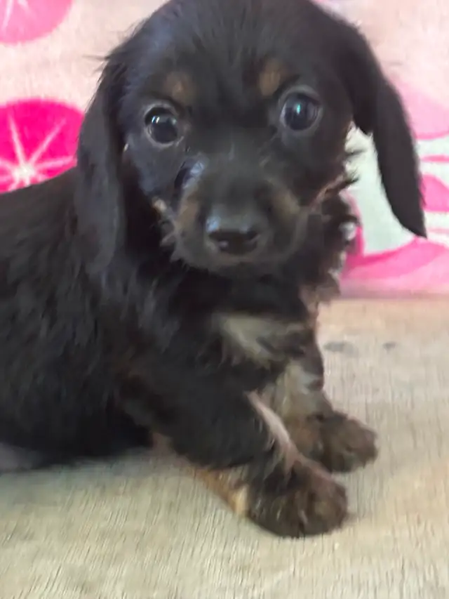 Adorable 'Dorkies' Puppies (Dachshund x Yorkie) – Long Haired! - Photo 8