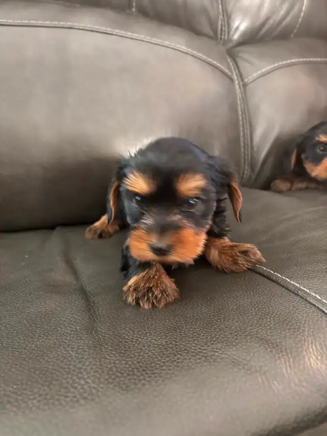 Adorable 'Dorkies' Puppies (Dachshund x Yorkie) – Long Haired! - Photo 9