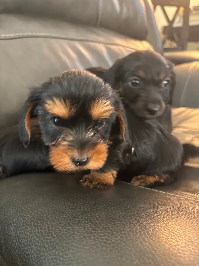 Adorable 'Dorkies' Puppies (Dachshund x Yorkie) – Long Haired! - Photo 10