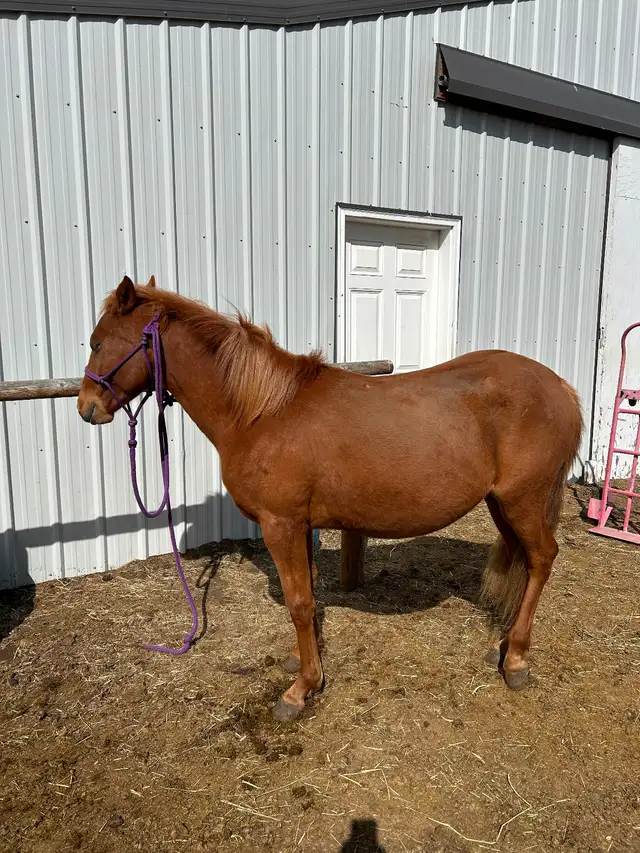 Another Graham Ranch Mustang By Sandy For Sale