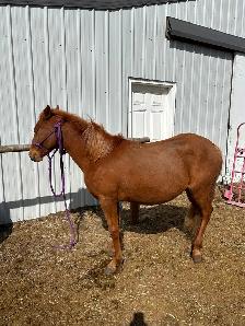 Another Graham Ranch Mustang By Sandy For Sale