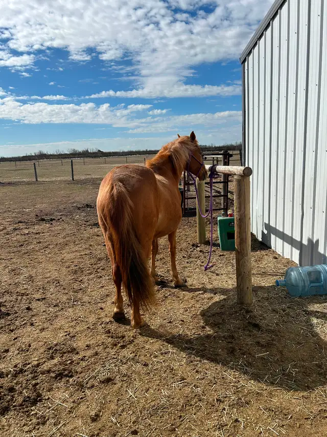 Another Graham Ranch Mustang By Sandy For Sale - Photo 2