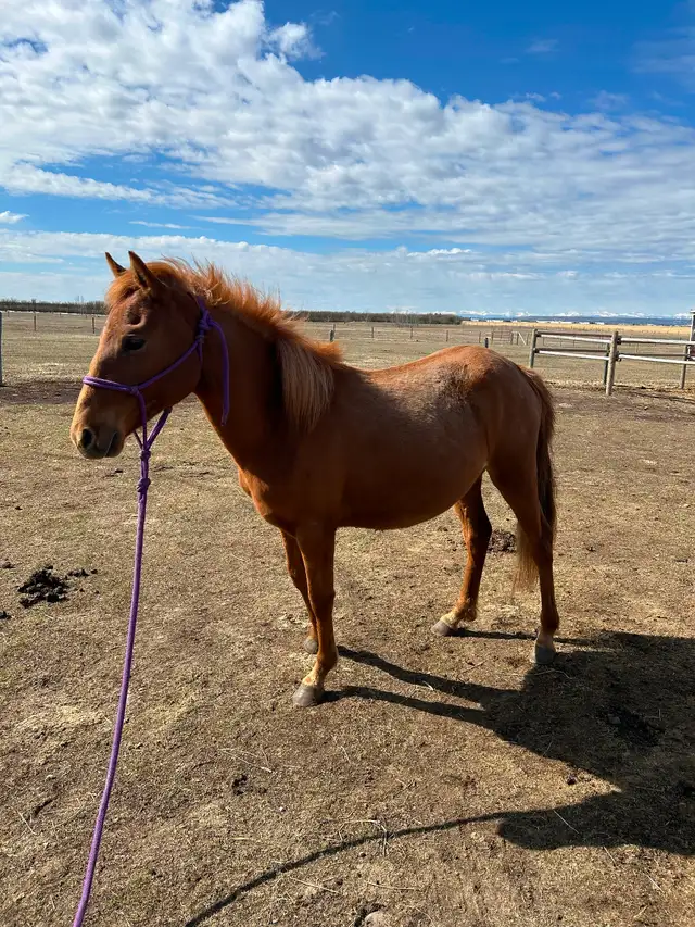 Another Graham Ranch Mustang By Sandy For Sale - Photo 3