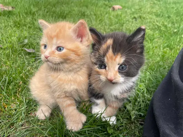 Siberian Hypoallergenic kittens