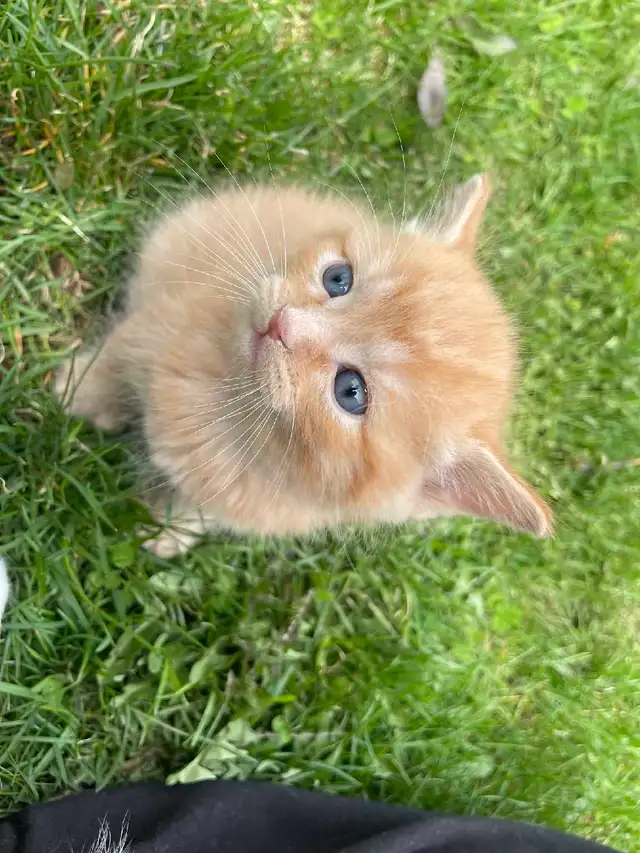 Siberian Hypoallergenic kittens - Photo 2