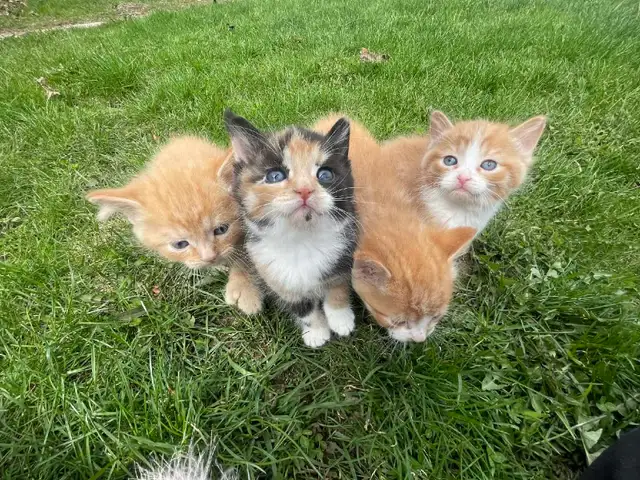 Siberian Hypoallergenic kittens - Photo 3