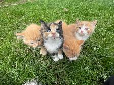 Siberian Hypoallergenic kittens - Photo 3