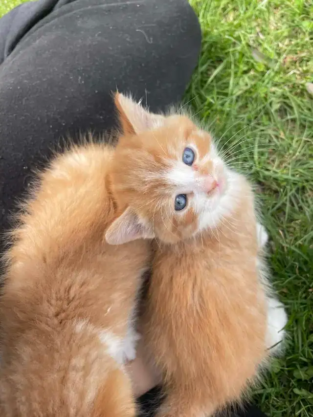 Siberian Hypoallergenic kittens - Photo 4