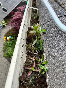 Roof & Gutter Cleaning, Moss Removal, Pressure Washing - Photo 3