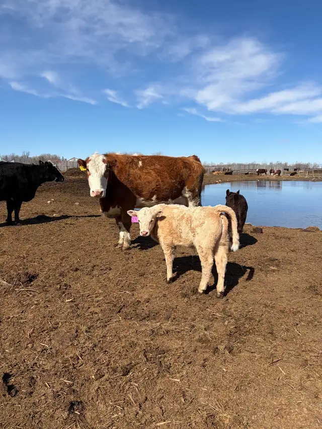 cow/calf pairs