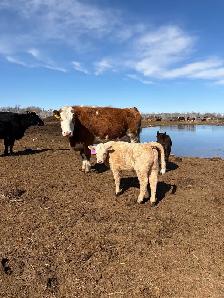 cow/calf pairs