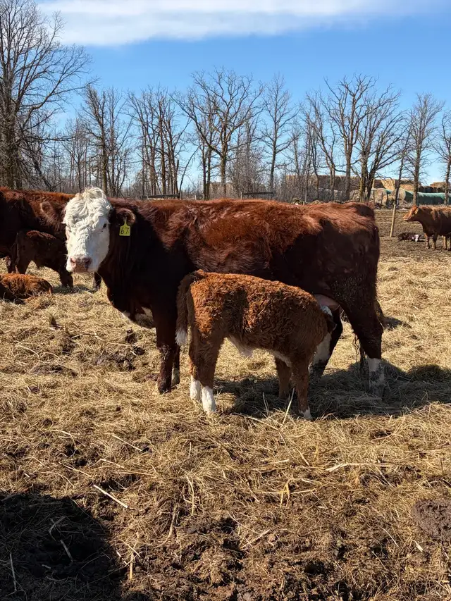 cow/calf pairs - Photo 2