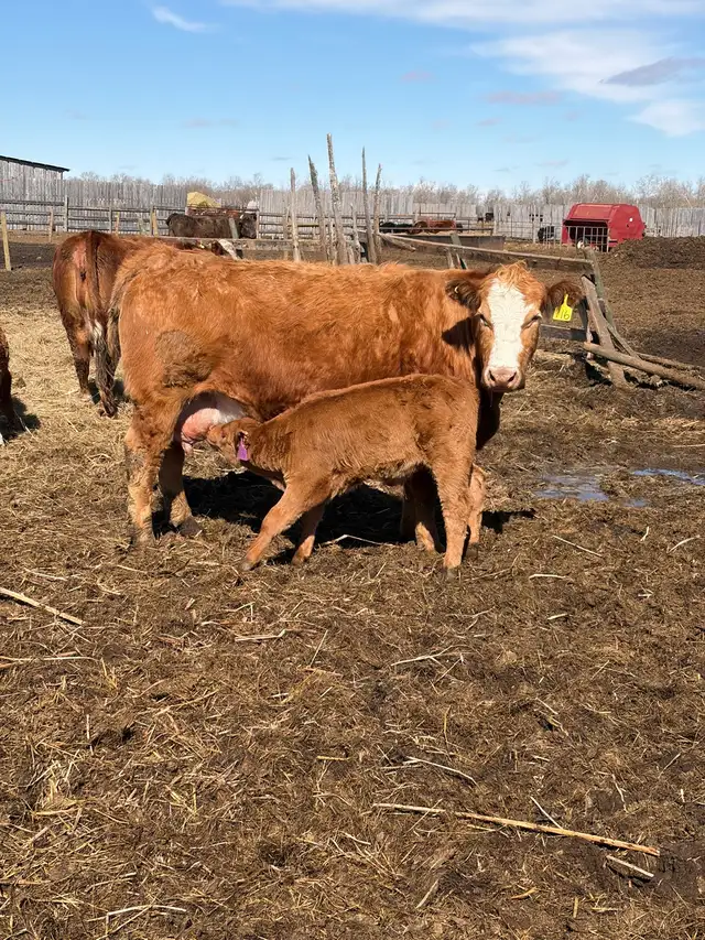 cow/calf pairs - Photo 3