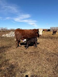 cow/calf pairs - Photo 4