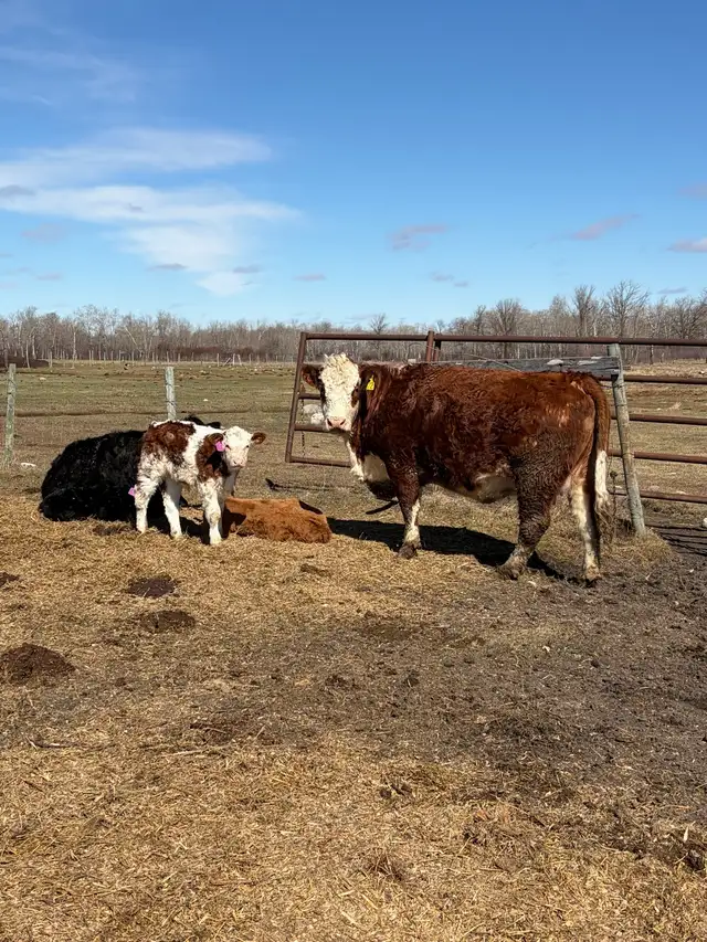 cow/calf pairs - Photo 5