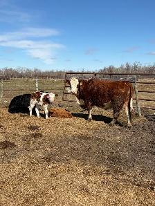 cow/calf pairs - Photo 5
