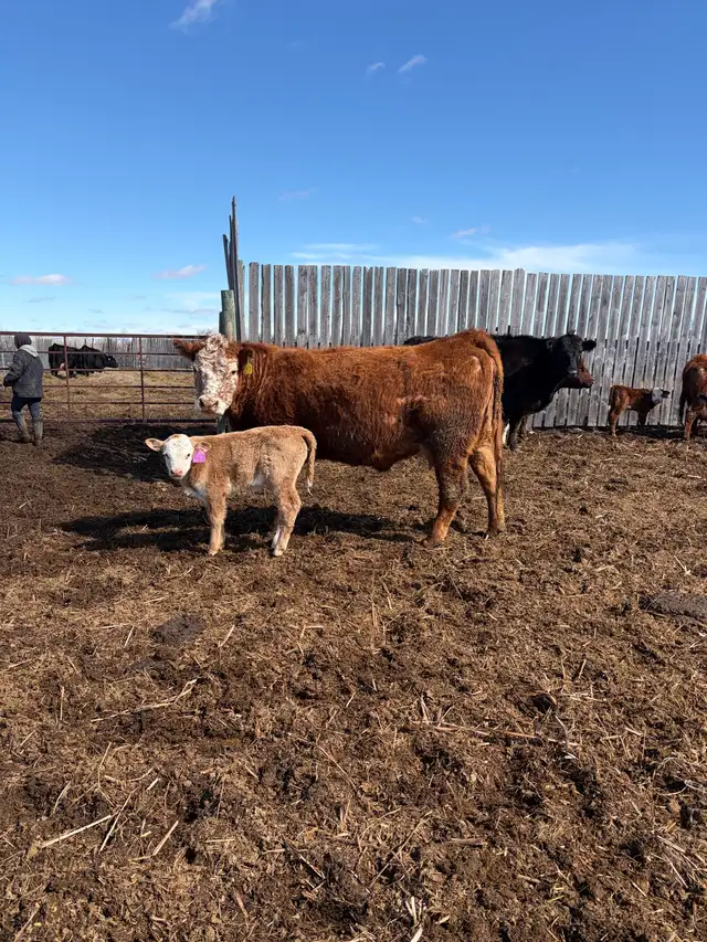 cow/calf pairs - Photo 6