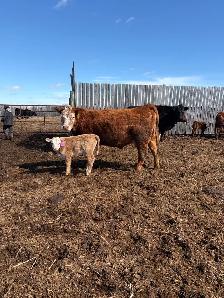 cow/calf pairs - Photo 6