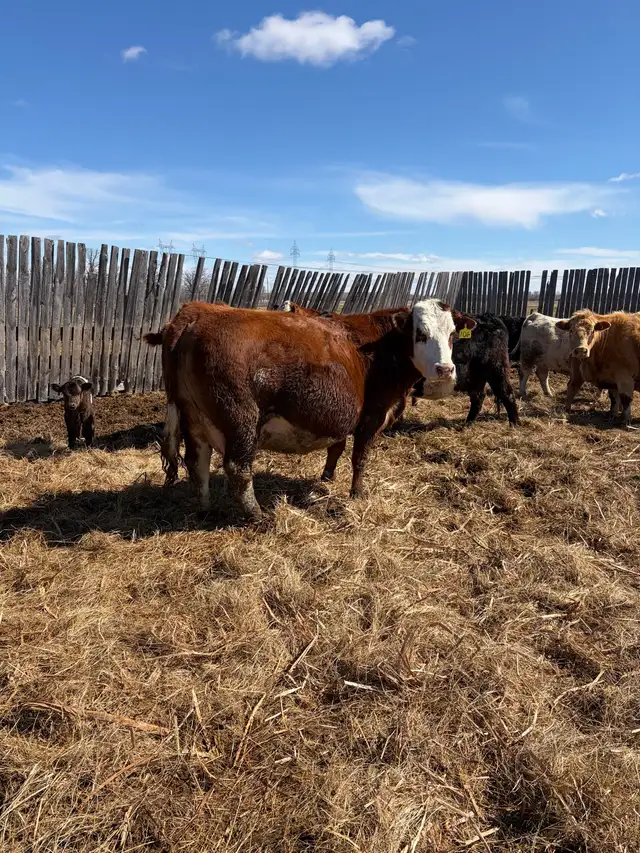 cow/calf pairs - Photo 7