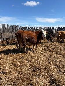 cow/calf pairs - Photo 7
