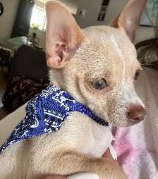 male chihuahua