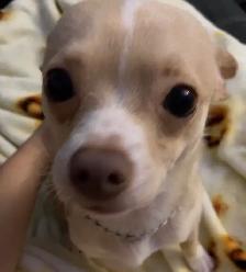 male chihuahua - Photo 2