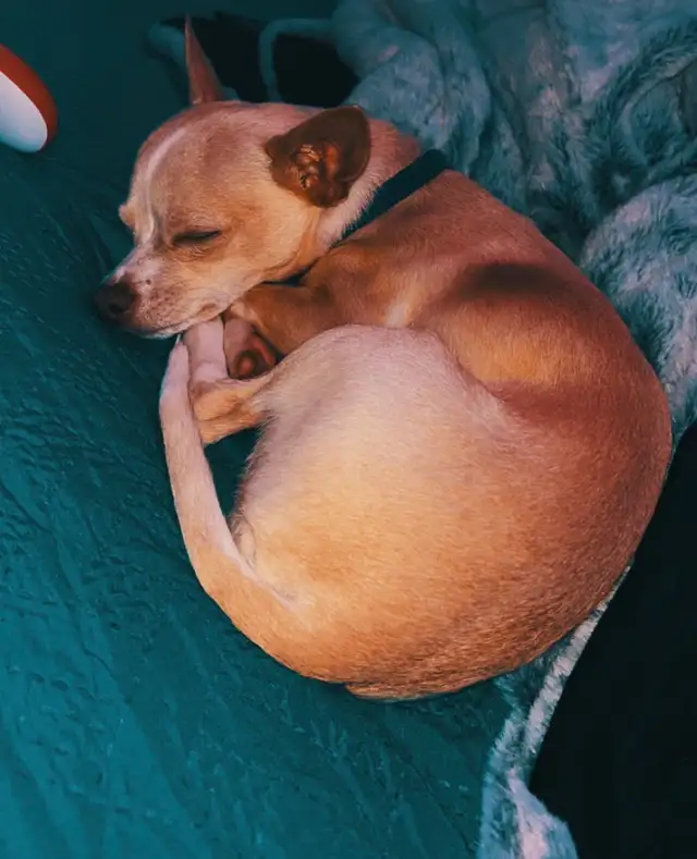 male chihuahua - Photo 3