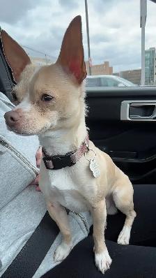 male chihuahua - Photo 4