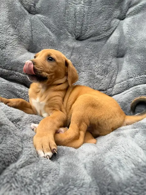 Red Fox Labrador x - Photo 2