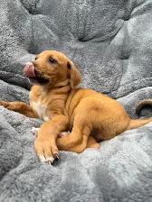 Red Fox Labrador x - Photo 2